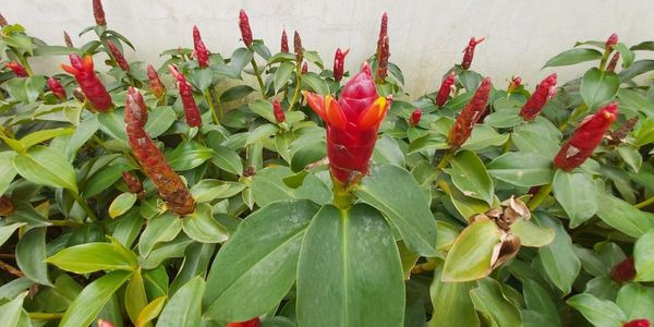 the costus a remedy plant not to be neglected