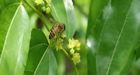 Learn more about jujube honey